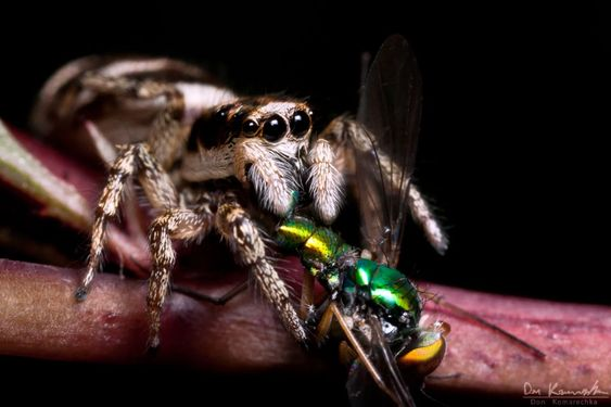 Una imagen macro de una araña comiéndose un bicho por Don Komarechka