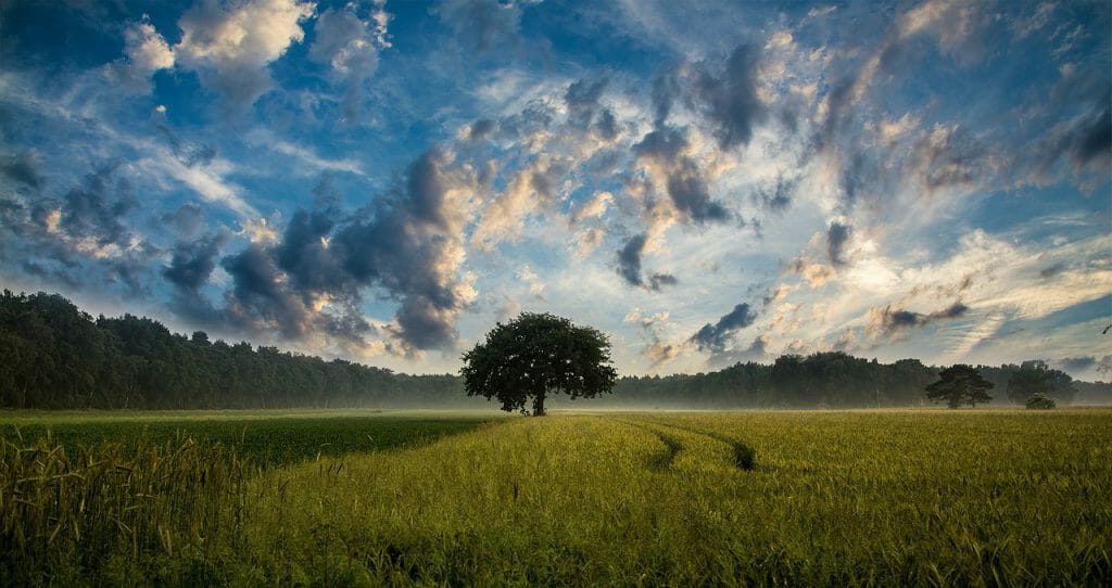 Una imagen de fotograma completo de un árbol en un campo
