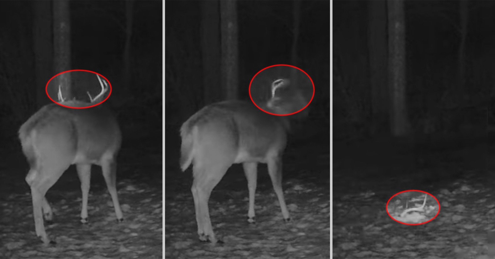 Una cámara de sendero captura imágenes raras de ciervos sacudiéndose de su cornamenta