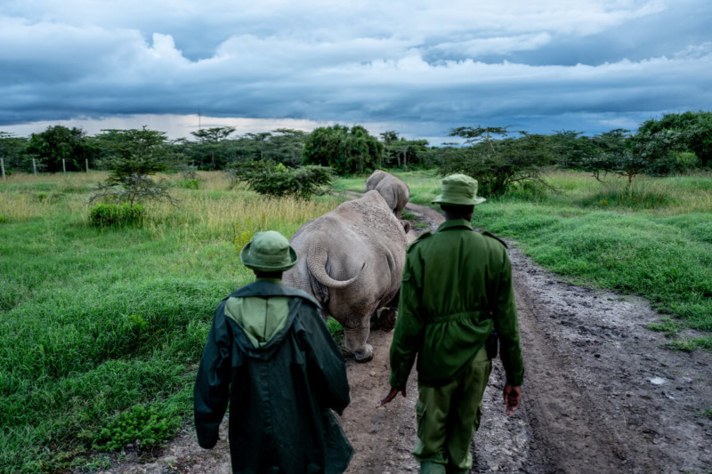 Documentando el destino del Rinoceronte Blanco del Norte