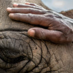Documentando el destino del Rinoceronte Blanco del Norte