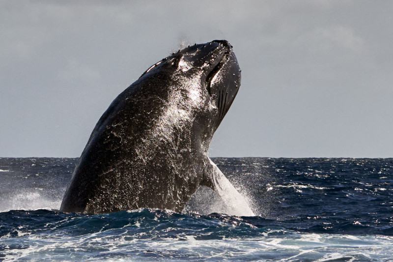 Superando el miedo a nadar con las ballenas jorobadas