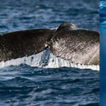 Superando el miedo a nadar con las ballenas jorobadas