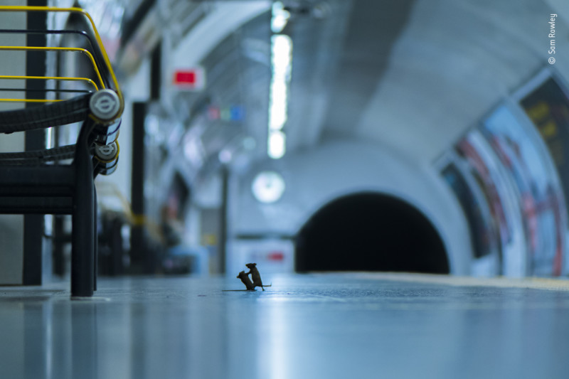 La pelea de ratones en el metro gana la elección de la gente como el fotógrafo de vida silvestre del año