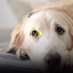 Nikon añade el Animal Eye AF a los Z6 y Z7 con una importante actualización del firmware
