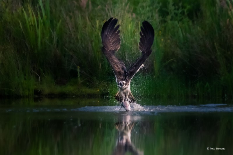 El segundo disparo de un águila pescadora gana el concurso de fotografía de los parques nacionales